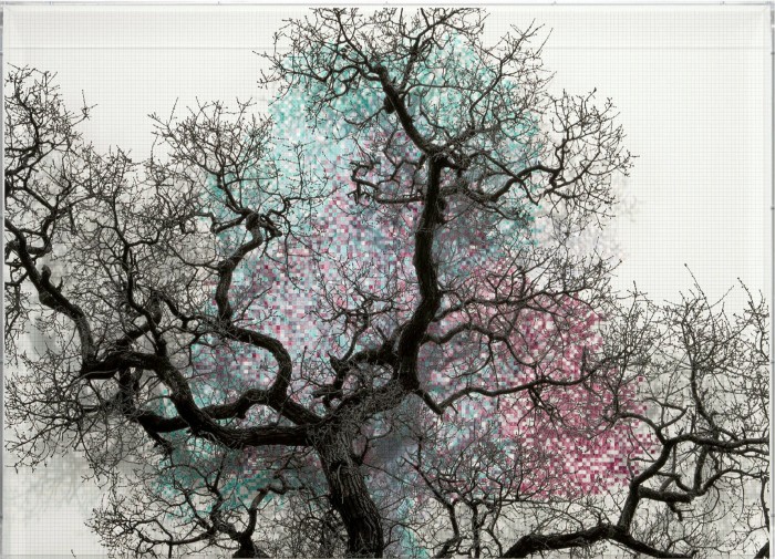A mostly bare tree which seems to have digital pink and blue blossom