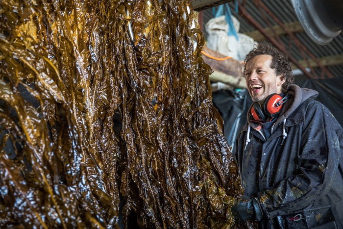 Joost Wouters, chief executive of The Seaweed Company, helps harvest seaweed 