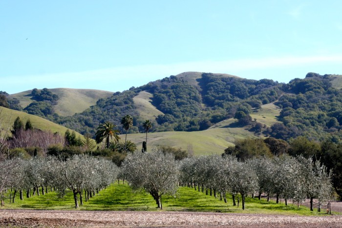 The olive groves at McEvoy Ranch 
