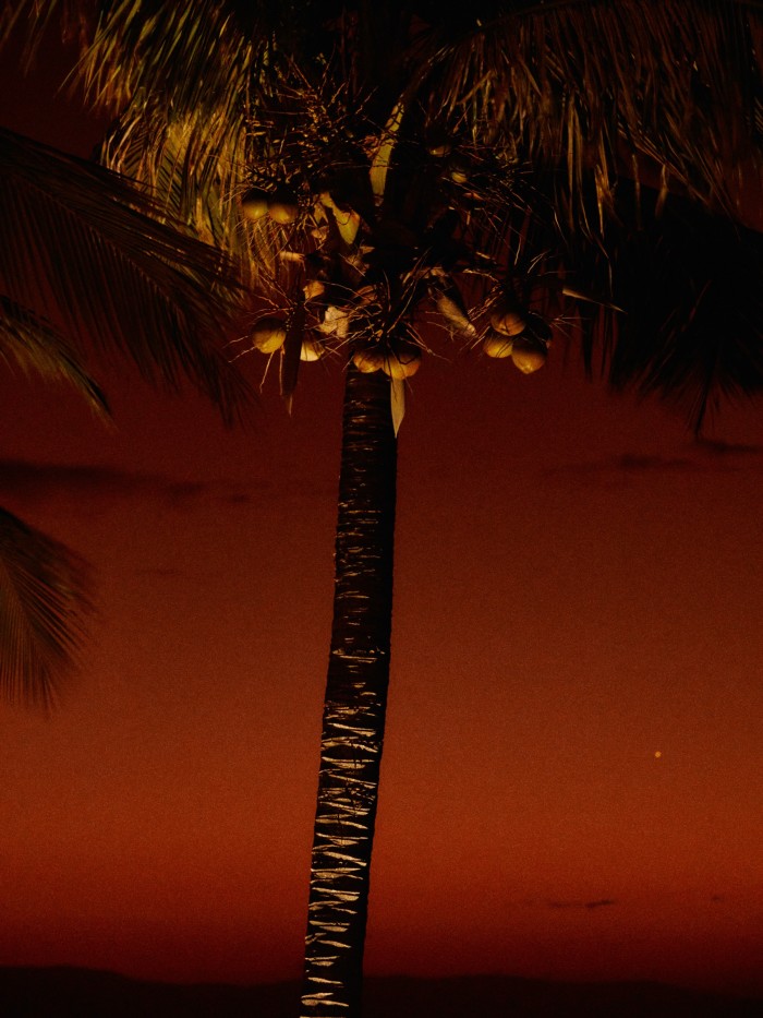 A palm tree on Nosy Ankao