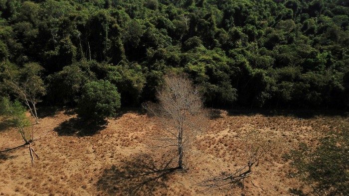 An aerial view shows a dead tree near a forest