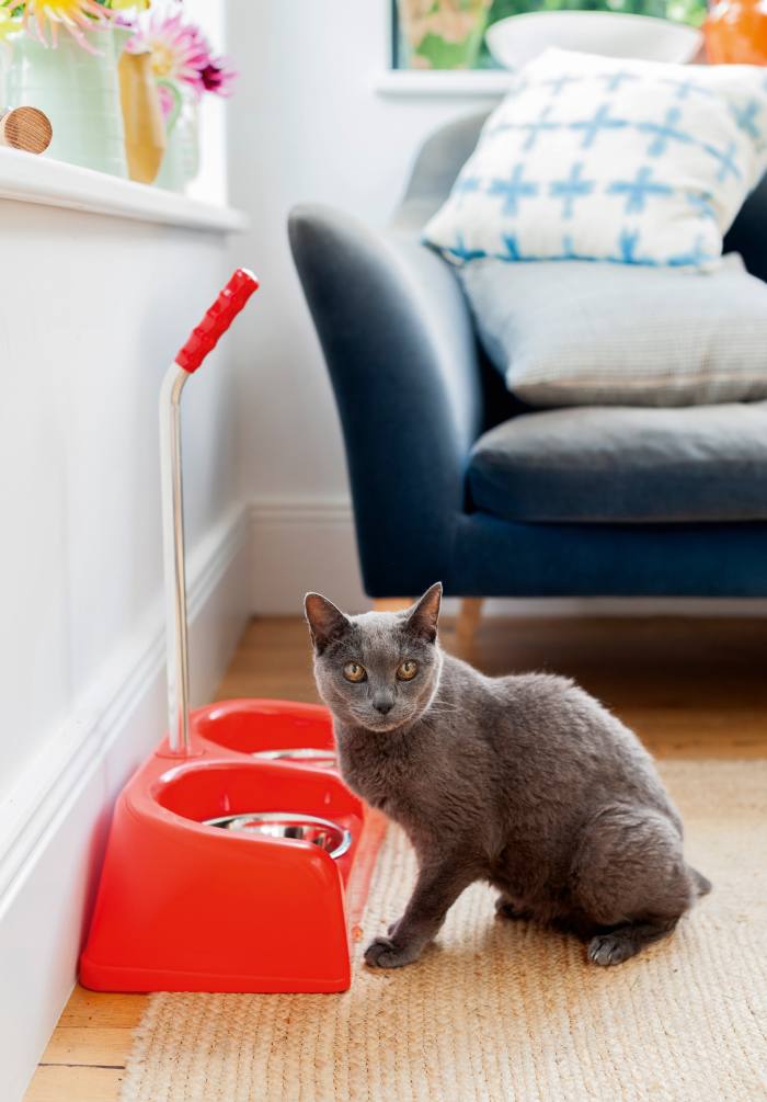 James the cat with long-handle pet bowls, £25