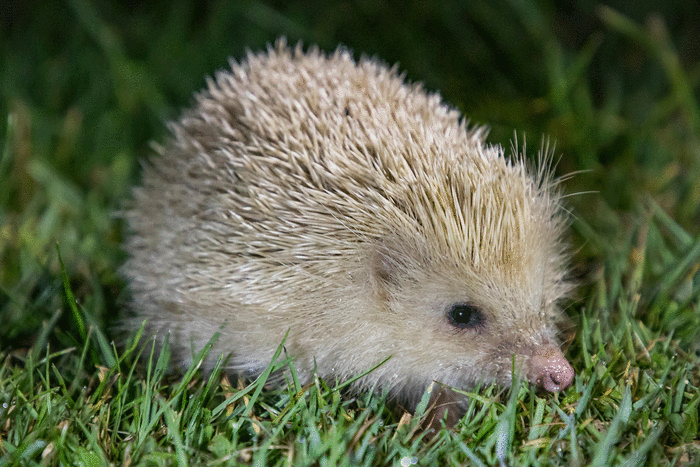One of the island’s rare blonde hedgehogs