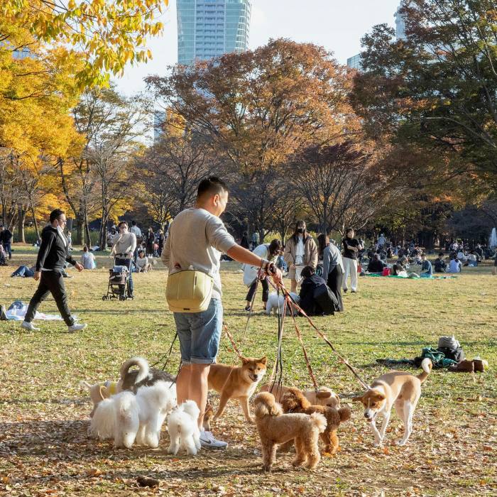 Pack life: dogs play a key role in the Yoyogi mix . . .