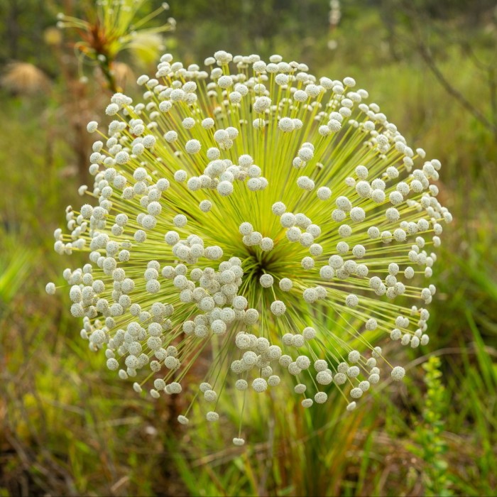 A ball-shaped flower formed of thousands of stems with small white heads 