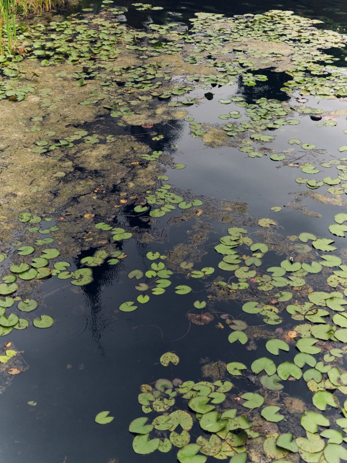 Water lilies in the thermal waters at Lake Héviz
