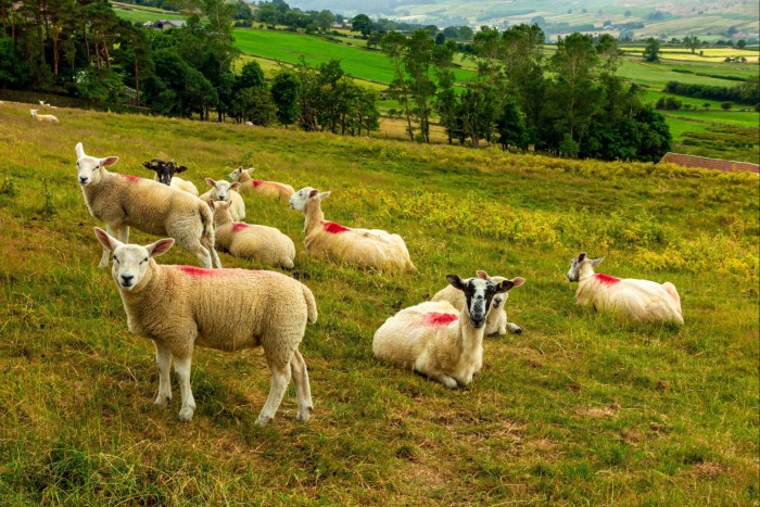 Around a dozen sheep in a field, half standing, half lying down