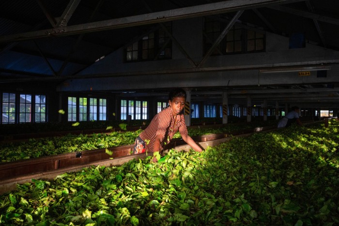 A woman puts her hands in freshly picked leaves in a Sri Lankan tea factory