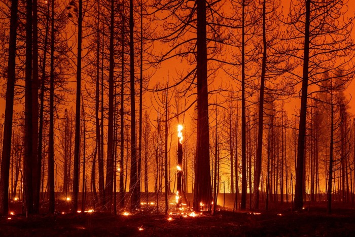 Trees smoulder and burn during the Dixie fire near Greenville, California, on August 3