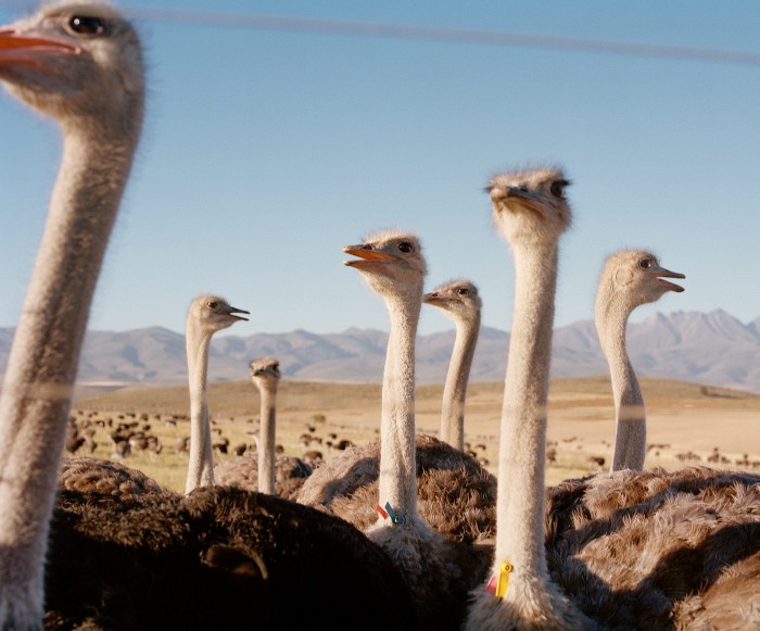 Ostriches in Louvain in the Langkloof valley