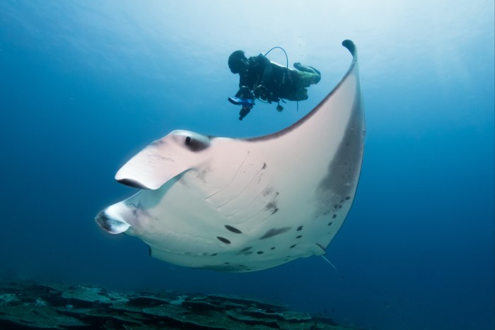 Swimming with manta rays at the Six Senses Laamu