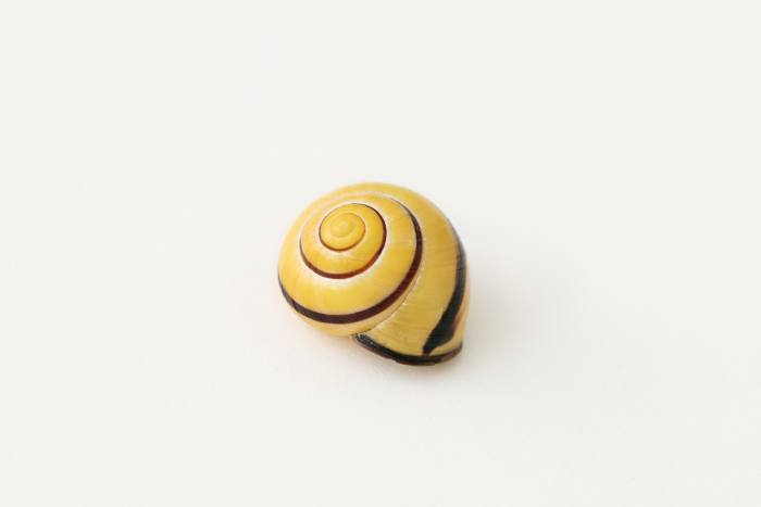 A black and yellow snail shell Slaatto found in Italy
