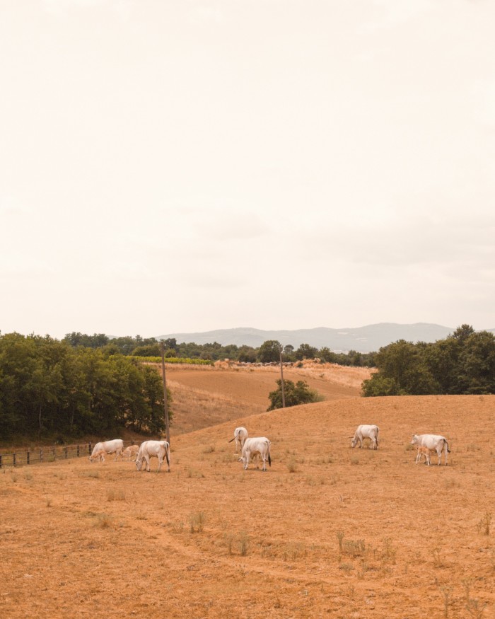 The Chianina, one of the oldest cattle breeds in Tuscany