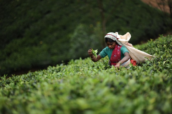 A tea-picker near Resplendent Ceylon’s Ceylon Tea Trails