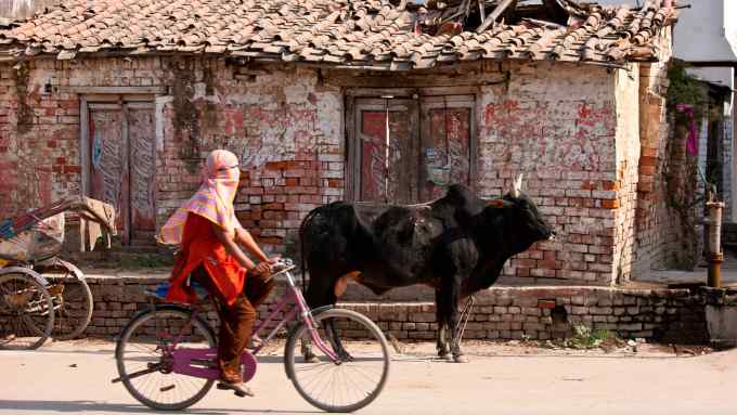 A Muslim girl rides a bicycle past an untethered bull on a street in northern India