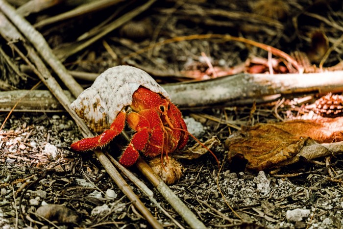 A hermit crab on the atoll