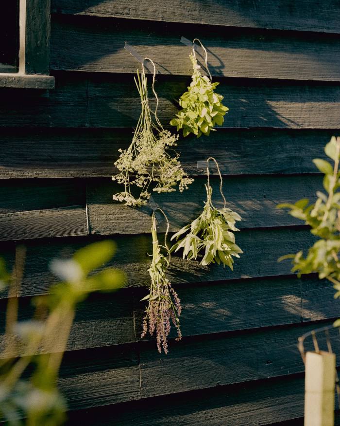 Herbs hung by Needleman for drying (clockwise from top left) – bronze fennel, lemon balm, lemon verbena, anise hyssop