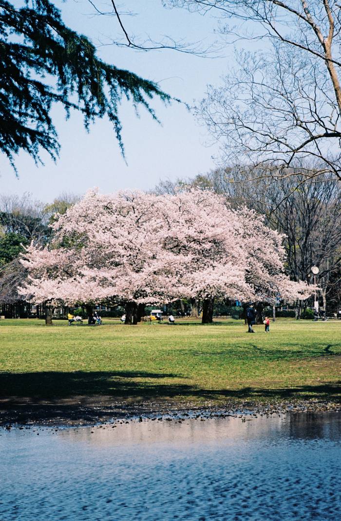 Kinuta Park in Tokyo is famous for the sakura displays in its 96 acres