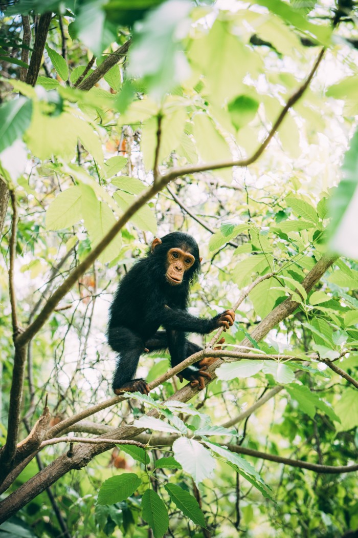A chimpanzee in the protected national park