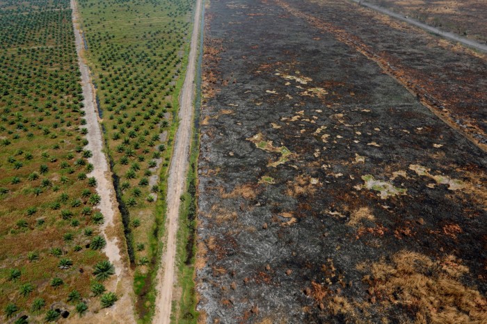 Aerial view of a palm oil plantation bordering an area of burnt woodland in Indonesia