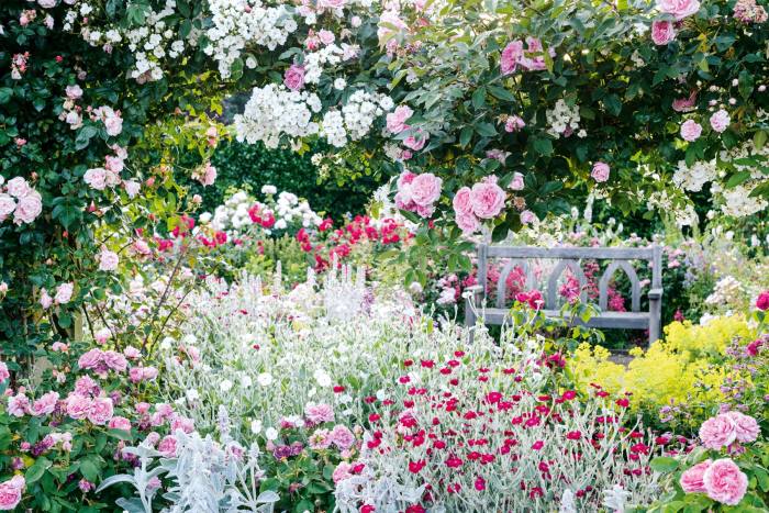 The Shrub Rose Garden at RHS Garden Rosemoor, Devon – the society recently published Your Wellbeing Garden: How to Make Your Garden Good for You
