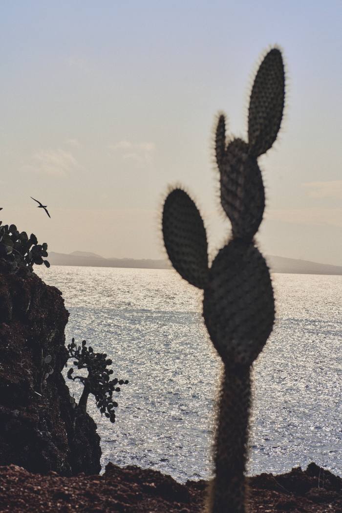 A cactus on Rábida island