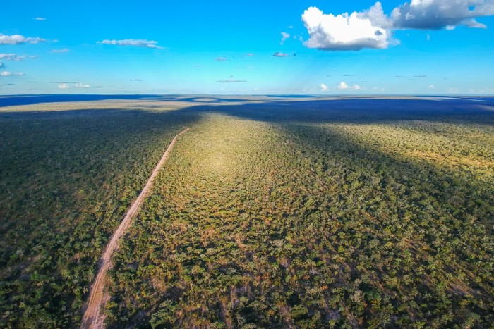 Brazil’s Pantanal wetlands enable incredible biodiversity