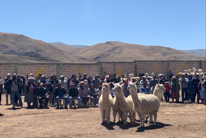An alpaca and llama auction near Santa Lucía