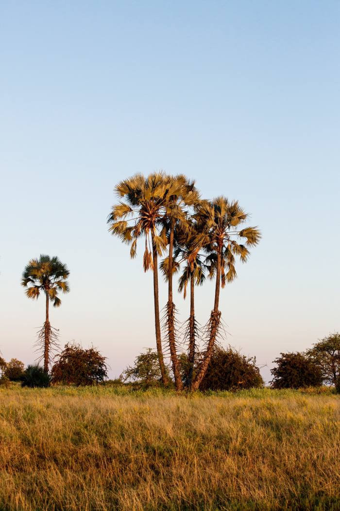 A cluster of mokolwane palm trees
