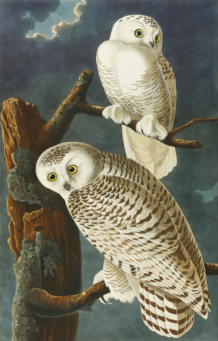 Snowy owls from Audubon’s The Birds of America