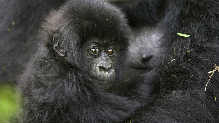 The magnificent mountain gorilla has recovered – just – from only 250 individuals in Virunga National Park in 1981 to over 600 today
