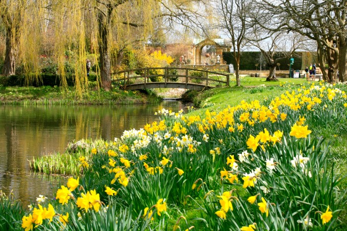 Daffodils on the outer moat at Hever Castle in Kent