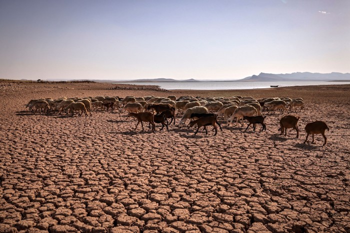 A herd of sheep walk over cracked earth at a dam 140km south of Casablanca