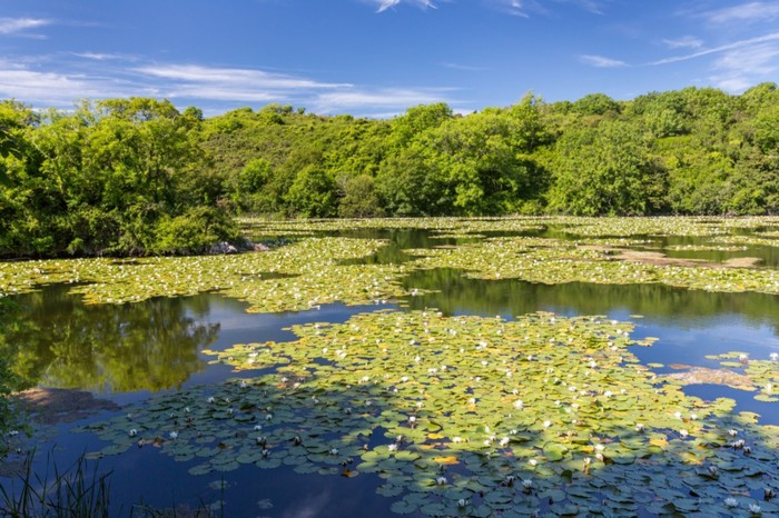 One of the Bosherston Lily Ponds on the Stackpole Estate