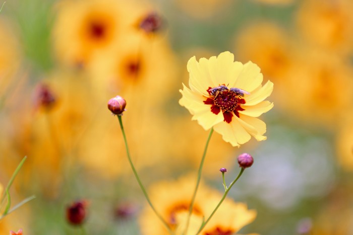 Coreopsis tinctoria was grown at the Tower of London as part of a superbloom trial in the moat last summer
