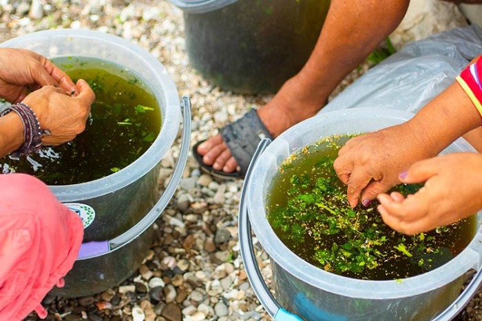 Shipibo healers prepare herb and flower baths at Soltara Healing Centre