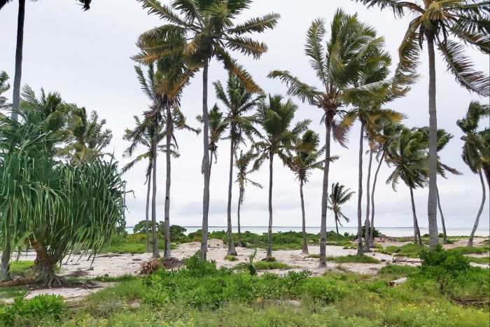 Palm trees near sandy shore of tropical island