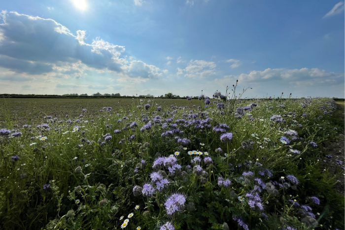 A strip of purple and white wildflowers next to a field containing a crop