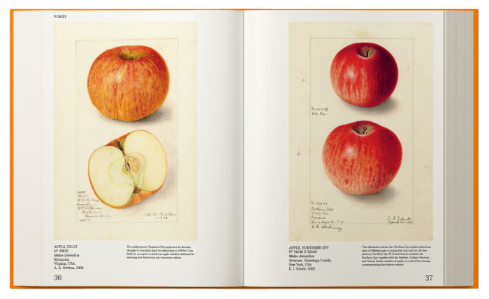 Apples illustrated in the Catalog of American Fruits and Nuts