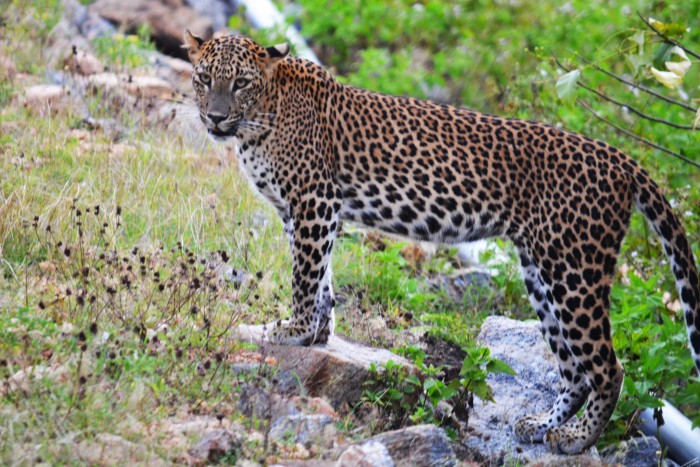 A leopard in Wilpattu National Park, Sri Lanka
