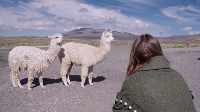Amy meeting some curious alpacas in Peru