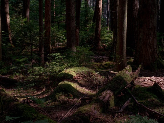 A walking trails surrounded by dense woodland in the Pacific Spirit Regional Park
