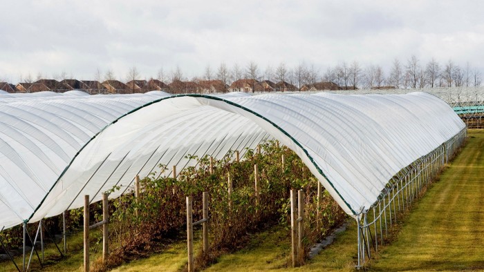 Polytunnels on a farm in the english countryside