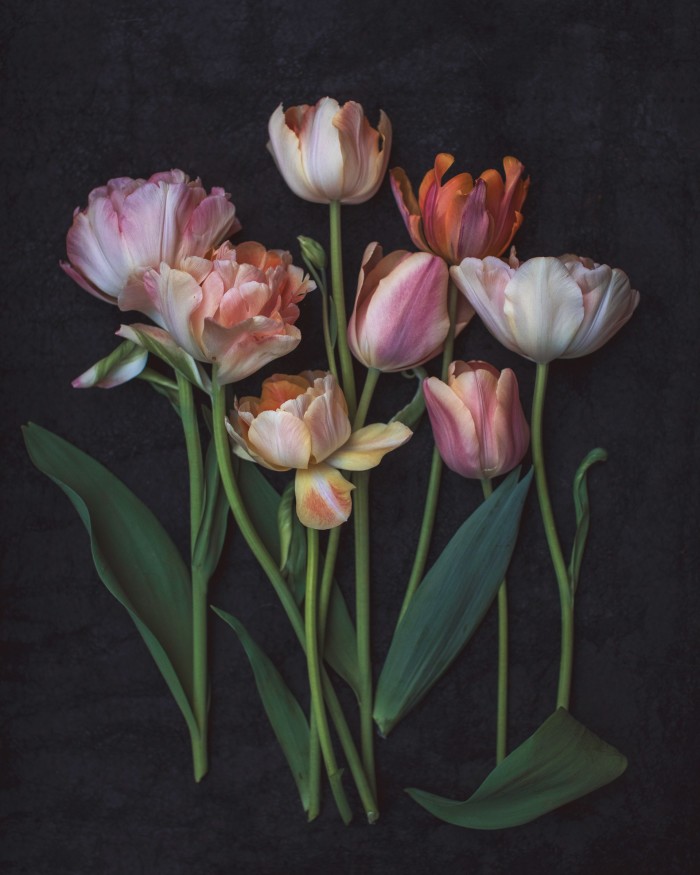 Tulips, 2019