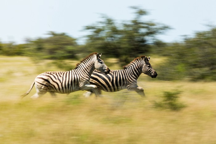 A dazzle of migrating zebra