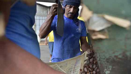 Latin American cocoa farmers rush to expand planting as prices spike