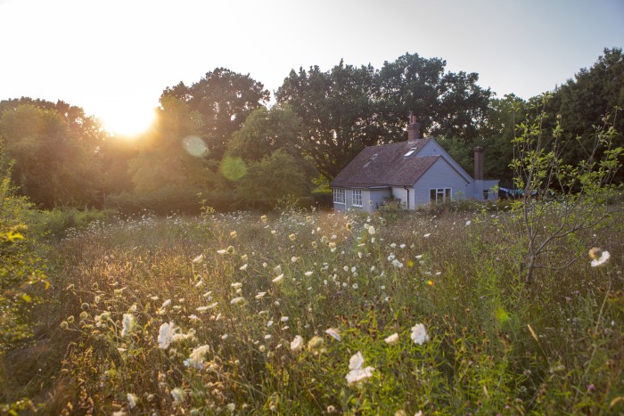 The wildflower meadow at Caroline Kent’s Brownes Cottage in Kent