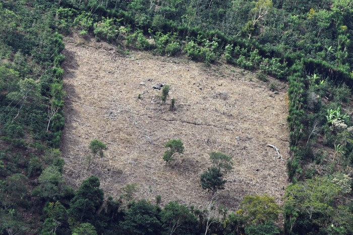 Aerial view of the forest damaged by deforestation, pests and prolonged droughts in Guatemal