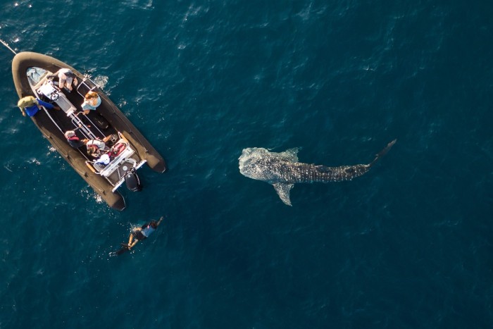 Along the coast of Sumbawa, guests swam with inquisitive whale sharks for almost an hour