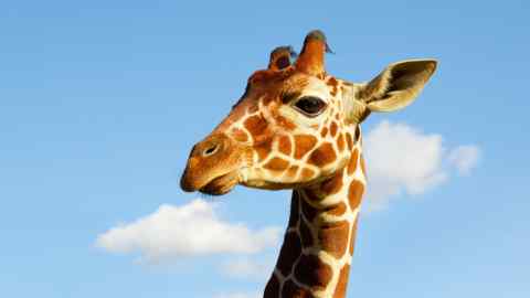 Khari is ZSL Whipsnade Zoo’s youngest giraffe